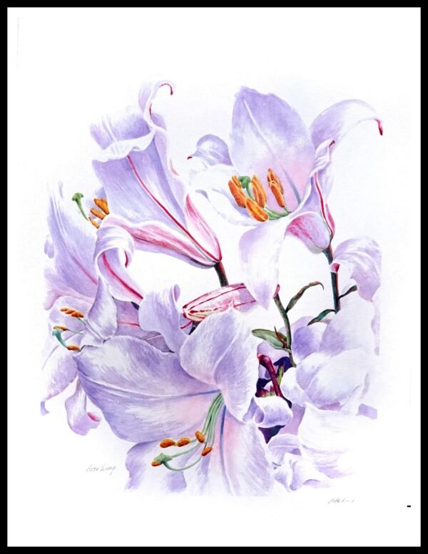 AIM 477 Solitude (S/N LIMITED EDITION)